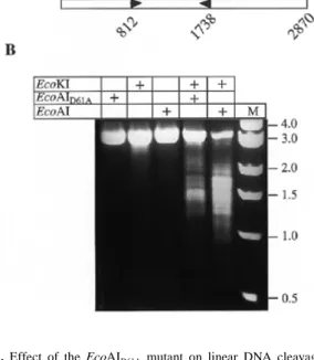 Figure 3. Rate of plasmid DNA cleavage by wild-type EcoAI endonuclease compared to the rate of DNA nicking by EcoAI K78A mutant