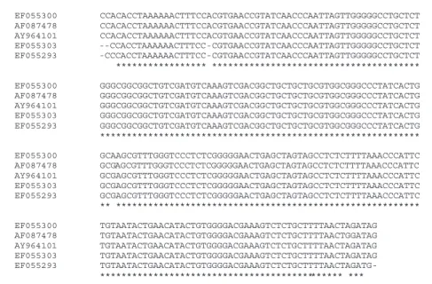 Fig. 1. Alignment of the ITS1 region of Phytophthora cinnamomi isolates EF055300 (Glen Strathfarrar), EF055303 (Alves) and EF055293 (Culbin forest) with the closely matching Phytophthora cinnamomi isolates AY964101 (Vaccinium macrocarpon, NJ) and AF087478 