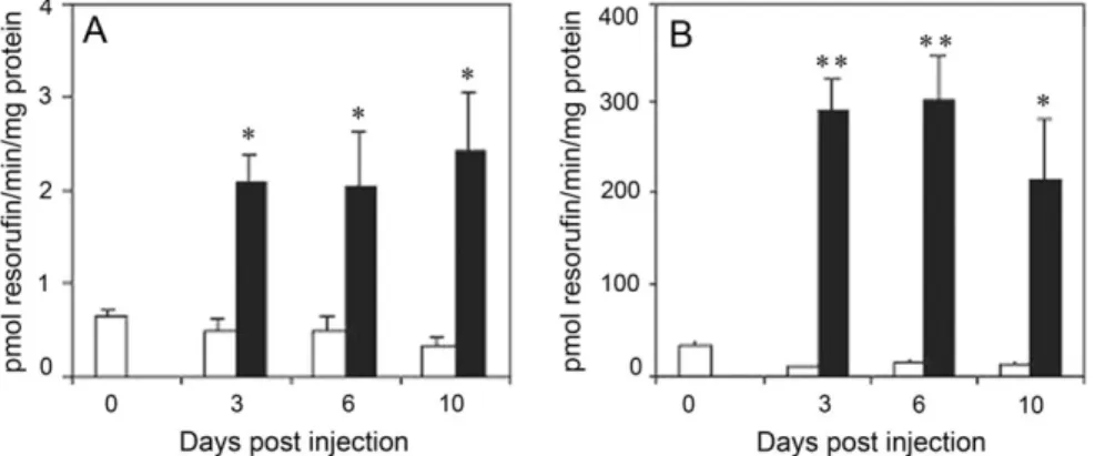 FIG. 1. EROD activities in microsomes of head kidney (A) and liver (B) from rainbow trout treated with BaP (25 mg/kg body weight, black columns) or corn oil alone (carrier control, white columns), sampled at days 0, 3, 6, and 10 p.i
