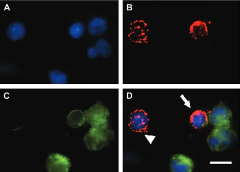 FIG. 9. Localization of CYP1A in head kidney B lymphocytes of BaP-exposed rainbow trout