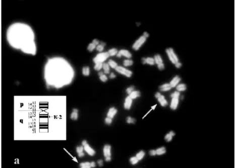 Figure 2. Localization of the K-2 probe to the cat chromosome B4: (a) Q-banding and an ideogram of the B4 chromosome; (b) FISH.