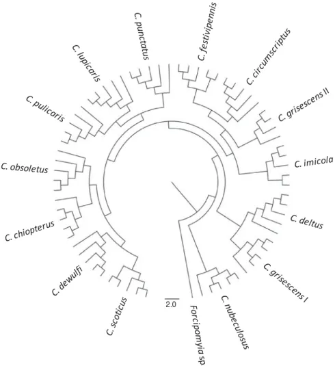 Fig. 2. Dendrogram of matrix-assisted laser desorption/ionization time of ﬂ ight (MALDI-TOF) mass spectra of thoraxes from (4-) 5 individuals of 13 species of ﬁ eld-caught Culicoides biting midges and laboratory-reared C