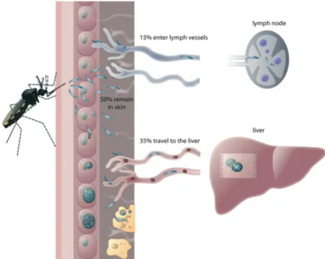 Fig. 1. Fate of Plasmodium sporozoites injected into the skin by female Anopheles mosquitoes: In the skin, sporozoites become motile and either enter blood vessels to be passively transported to their final destination, the liver, or enter lymph vessels to
