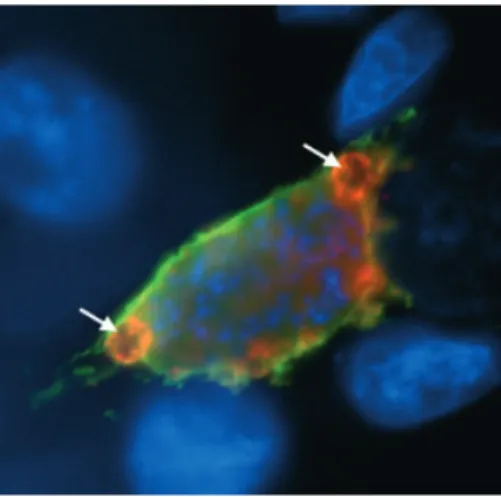 Fig. 3. Liver stage parasites possess structures resembling a cytostome. The PVM marker protein Exp1 is stained in green and the cysteine protease inhibitor PbICP is stained in red