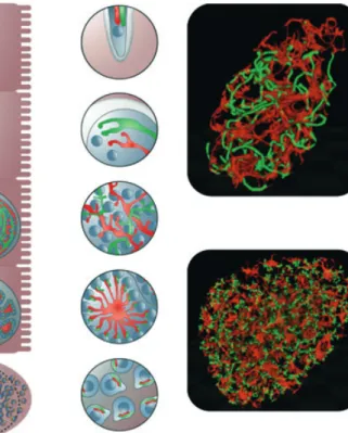 Fig. 4. Organelle development and distribution into daughter cells: invading sporozoites contain a mitochondrion (red), apicoplast (green) and a nucleus (cyan)