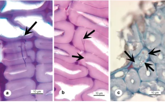 Figure 4 (a) Transverse section (TS) of THM-densified Norway spruce post-treated at 1808C and incubated with T