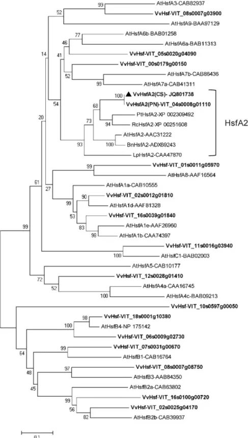 Fig. 7 Phylogenetic analysis using the Neighbor–Joining method and based on predicted amino acid sequences of confirmed and putative Hsf proteins from different plant species