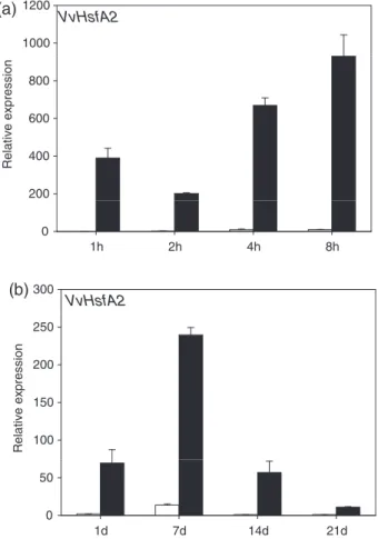 Fig. 8 Relative expression level of VvHsfA2 transcripts in grapevine cv.