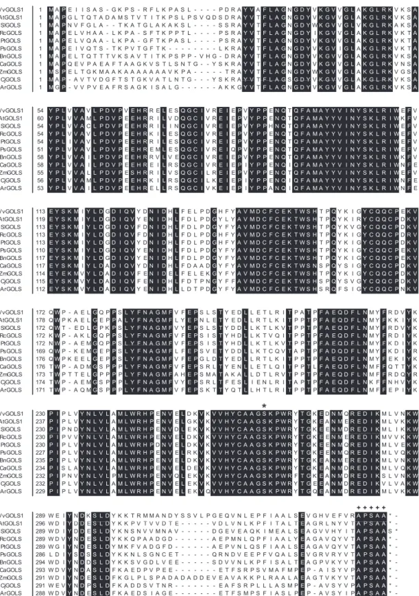 Fig. 2 Full-length sequence comparison of VvGOLS1 and its closest homologs. Alignments are made using the MUSCLE program