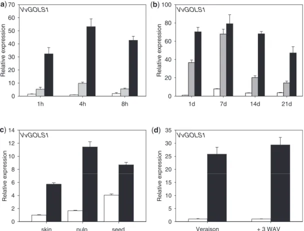 Fig. 4 Relative expression level of VvGOLS1 transcripts in Vitis vinifera cv. Cabernet Sauvignon berries
