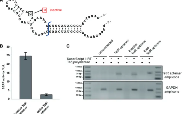 Figure 2. The TetR aptamer in mammalian cells. (A) Nucleotide sequence and secondary structure of the TetR aptamer variant 12-1R adapted from Hunsicker and colleagues (33)