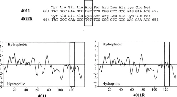 Fig. 1. Hydrophobicity plots of 4011 and 4011R as described by Kyte and Doolittle [23]