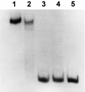 Fig. 3. Mobility shift assay using Ros and Ros mutant proteins. Lane 1: over-expressed wild-type Ros protein from BL21 DE3; lane 2:  cell-free extract of wild-type Ros 4011; lane 3: mutant Ros 4011R; lane 4: