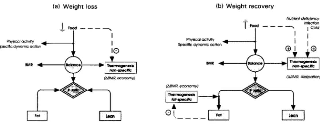 Fig.  7.  Schematic representation of  a compartmental model for the regulation of  body composition during a  cycle of  (a)  weight  loss  and  (h)  weight  recovery