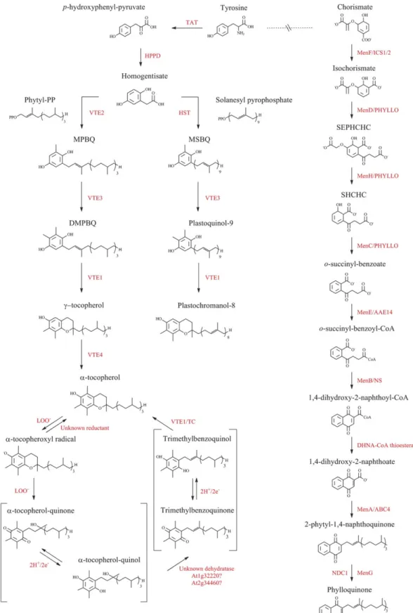 Fig. 2. The biosynthetic pathways of prenylquinones in Arabidopsis. Summary of tocopherol, plastoquinol, plastochromanol, and phylloquinone pathways in Arabidopsis