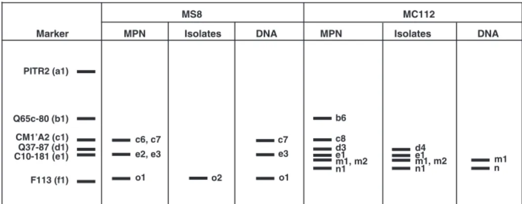 Fig. 3. phlD-DGGE banding patterns obtained from the tobacco rhizosphere of soils MS8 and MC112 based on the MPN culture approach (MPN), Pseudomonas colonies (isolates), and rhizosphere DNA (DNA)
