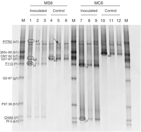 Fig. 4. phlD-DGGE analysis of the rhizosphere of tobacco plants grown in non-sterile soils MS8 and MC6 inoculated or not with a mixture of phlD 1 Pseudomonas strains CHA0 (band j), F113 (f), and PITR2 (a)