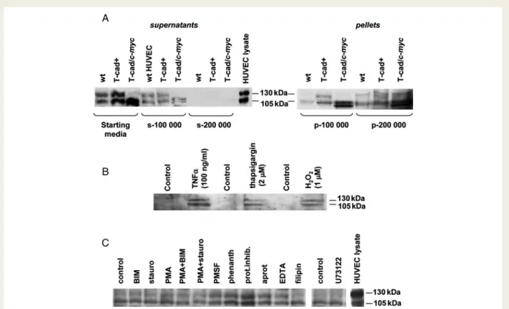 Figure 1 T-cadherin (T-cad) is present in culture supernatants from endothelial cells (ECs) in vitro