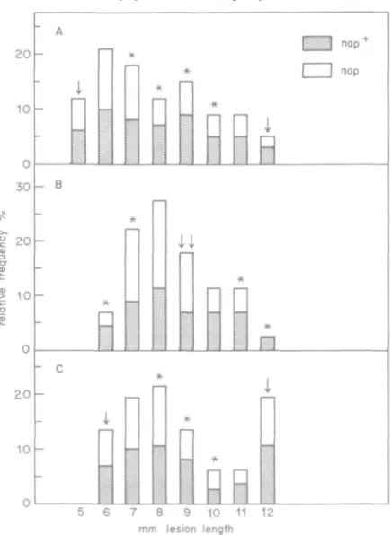 FIG. 1. Distribution of the ascospore isolates from different crosses with relation to their degree of pathogenicity (lesion length), A: cross M 808-15 x 6-36
