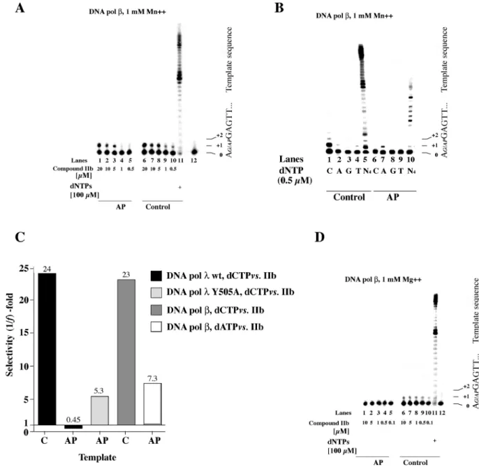 Figure 4. Incorporation of compound IIb by DNA polymerase b is modulated by the activating metal