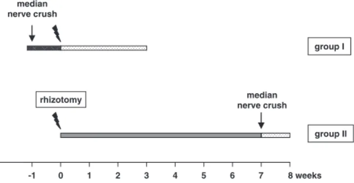 Fig. 1 Schematic illustration of the timing of the lesions. In group I, half of the mice received a median nerve crush 7 days prior to rhizotomy and all the animals were sacrificed 3 weeks later