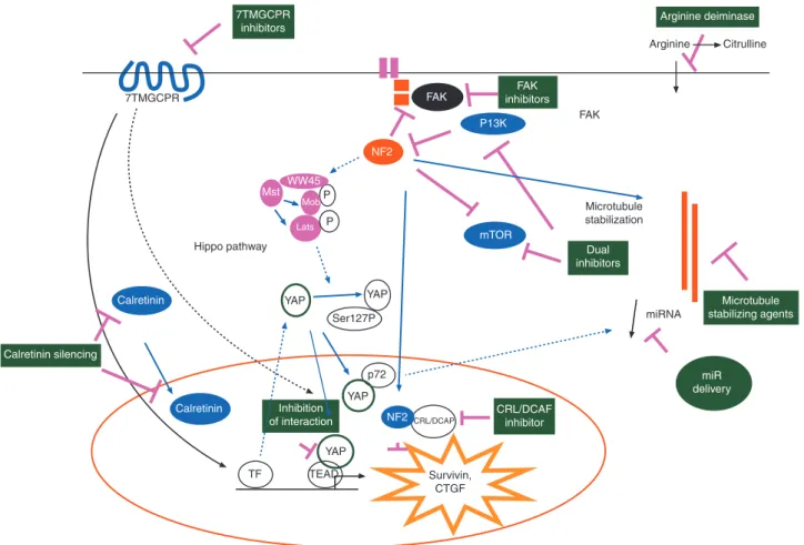 Figure 1. Genetic/epigenetic changes present in mesothelioma offer different possibilities for therapeutic intervention