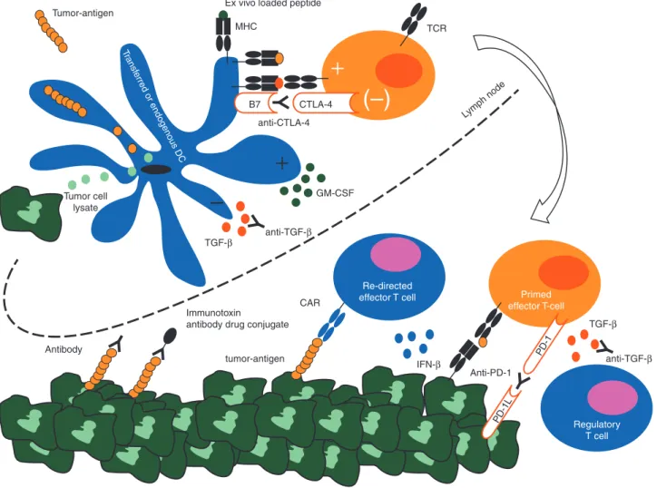 Figure 2. Interplay of the immune system with malignant mesothelioma and possible immunotherapeutic interventions