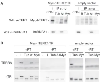 Figure 1. Endogenous TERRA is bound to telomerase. (A) Immunoprecipitation and analysis by western blotting.