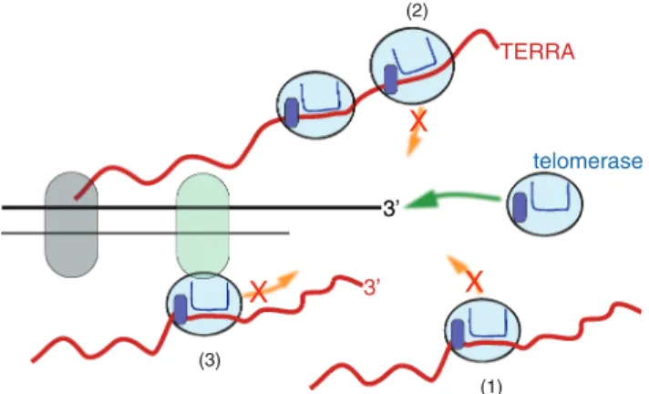 Figure 6. Proposed modes for telomerase sequestration by TERRA.
