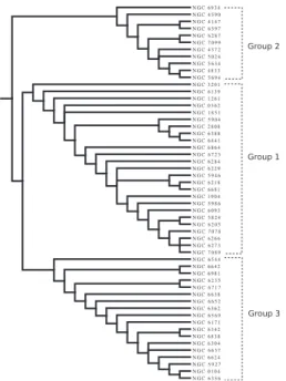 Figure 1. The tree resulting from the cladistic analysis. The sample breaks into three distinct branches