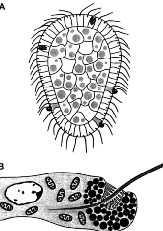 Figure 11. Models for the evolution of biosynthetic and morphogenetic pathways. (A) Retrograde evolution of biosynthetic pathways (after Horowitz 1945)