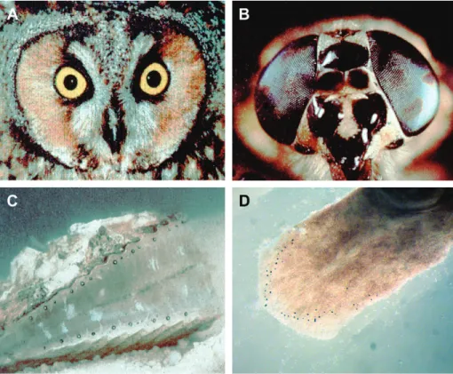Figure 1. Different eye types. (A) Camera-type eye of an owl. (B) Compound eye of a horsefly