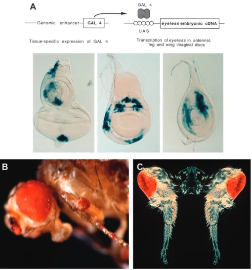 Figure 2. Targeted expression of eyeless and twin of eyeless and induction of ectopic eyes in Drosophila (Halder et al