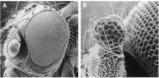Figure 4. Gene regulatory network controlling eye determination in Drosophila.