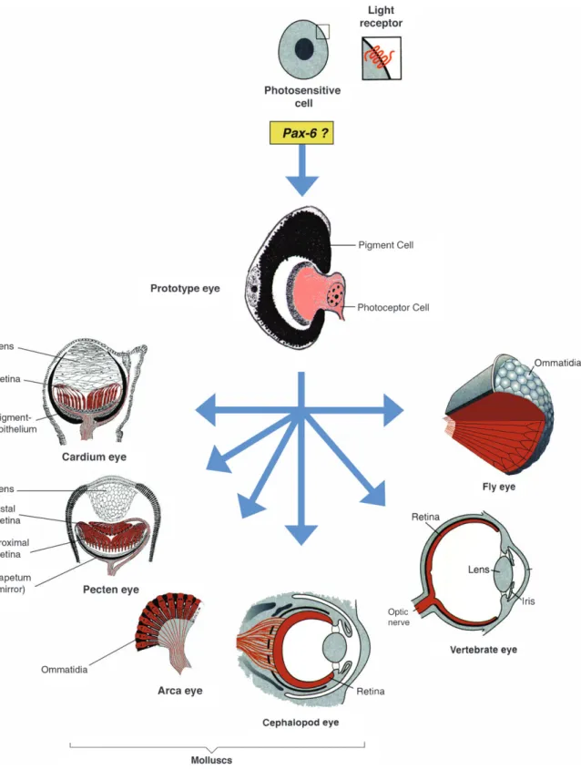 Figure 8. Hypothetical evolution of photosensitive cells containing rhodopsin as a light receptor and monophyletic