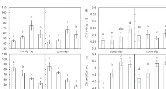 Fig. 2.  Difference in (A) specific leaf area (SLA), (B) amount of chlorophyll a+b per unit leaf area, (C) content of xanthophyll cycle  pigments (VAZ) per total amount of chlorophylls, and (D) ratio of total chlorophylls to total carotenoids (Chl a+b/Car 