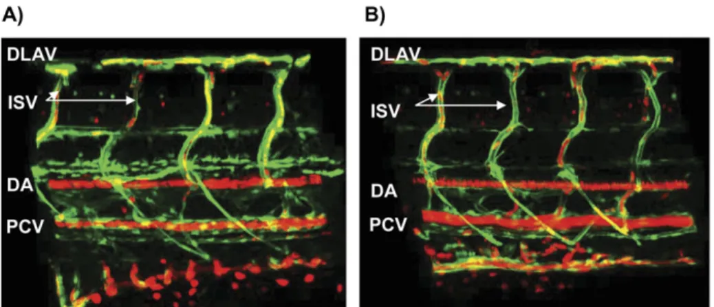FIG. 2 Vascular development is not affected by PKC412 treatment. The vascular system was visualized in a double-transgenic zebrafish eleuthero-embryo (TG:fli1a:EGFPy1; gata1:DsRedsd2) on a Leica TCS SP5 Confocal Microscope