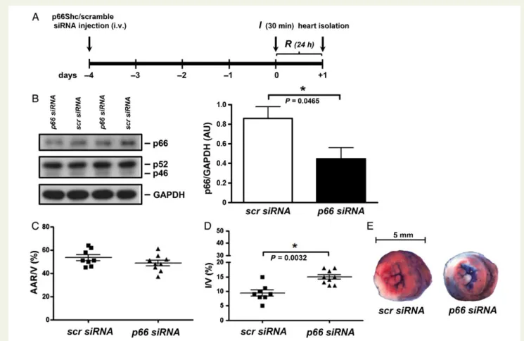 Figure 3 In vivo knockdown of p66 Shc in wild-type mice increases infarct size after short-term ischaemia