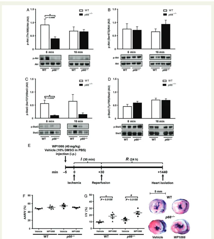 Figure 4 Genetic deletion of p66 Shc inhibits early activation of salvage signalling pathways in infarcted hearts