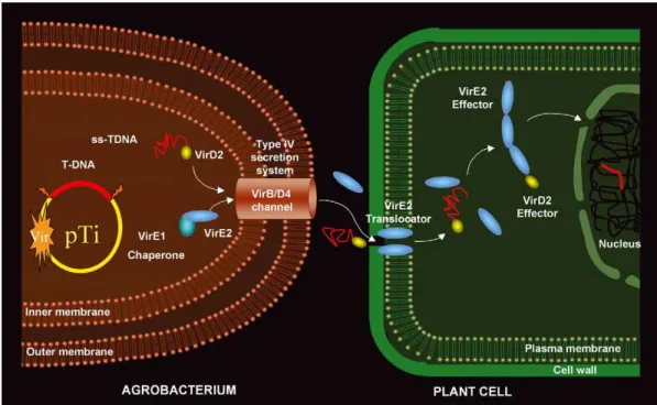 Fig. 1. Hypothetical model for T-DNA transfer from an agrobacterial cell into a plant cell
