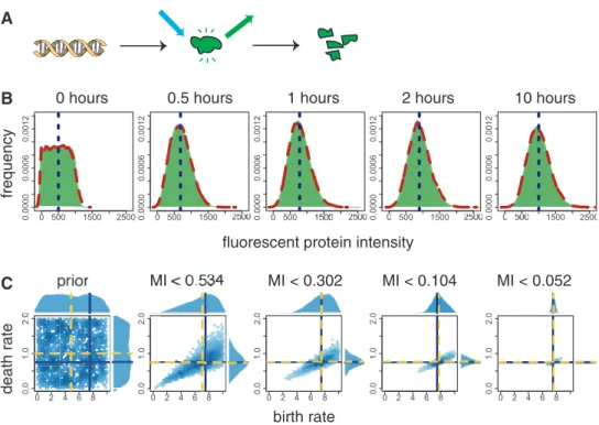 Fig. 2. Identification of a birth-death process. (A) Stochastic birth–death model. The birth–death process is an idealized model for the constitutive production and degradation of a single chemical species