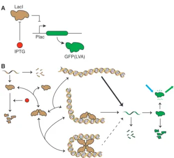 Fig. 3. The Lac-GFP system. (A) Gene regulation in the Lac-GFP system. In uninduced conditions, the constitutively expressed LacI  repres-sor protein binds to the Lac promoter (P lac ) and inhibits transcription.