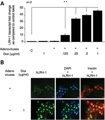 Figure 4. Doxycycline dose dependently increases LRH-1 transcript levels in human islets infected with Ad-hLRH-1