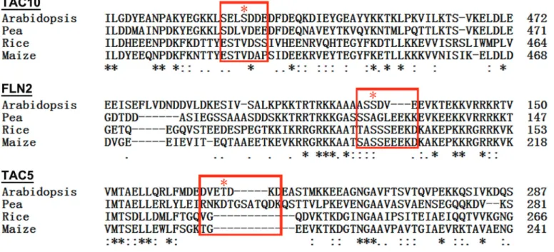 Fig. 6.  Multiple sequence alignment of three TAC subunits that are pCKII substrates in Arabidopsis chloroplasts