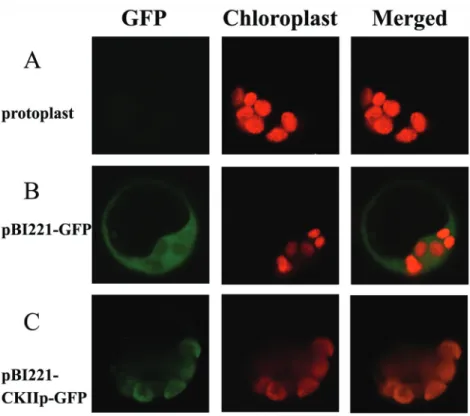 Fig. 3.  Subcellular Localization of LOC_Os03g55490. The 184 N-terminal amino acids were fused to GFP and the construct was transformed into  rice protoplasts