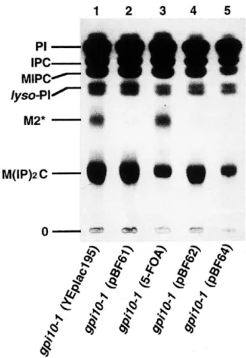 Fig. 1. Presumed structure of the complete yeast precursor glycolipid CP2.