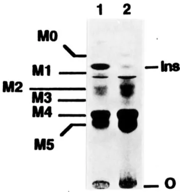Fig. 7. Analysis of the GPI-anchor structure from W303 (lane 1) and gpi10–1 (lane 2). Cells were labeled with [ 3 H]Ins and GPI-anchored peptides were obtained as described in Materials and methods