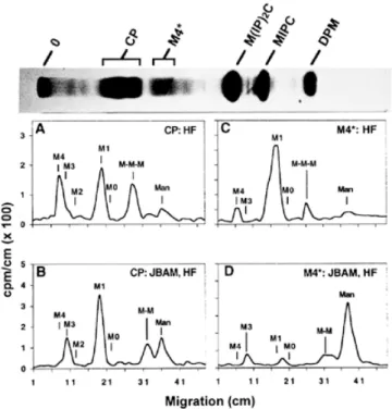 Fig. 8. Fragmentation of CPs (A, B) and M4* (C, D) using acetolysis, JBAM and HF. [ 3 H]Man-labeled GPI lipids from pmi40 cells were purified by preparative TLC