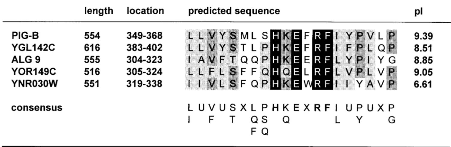 Fig. 9. PIG-B, YGL142C, and related yeast sequences share a common sequence motif. PIG-B and three yeast homologs were found through a BLAST search and aligned using the pileup multiple alignment program of the GCG software package (http://gcg.ch.embnet.or