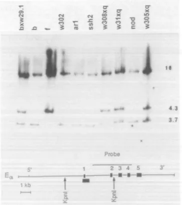 Fig. 3. Southern blot analysis of the Ea genes from selected E~